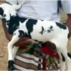 Kambing bertuliskan Muhammad